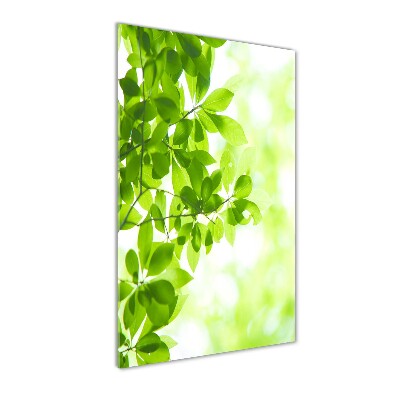 Verticale foto op glas Groene bladeren