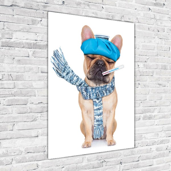Verticale glasfoto Zieke hond