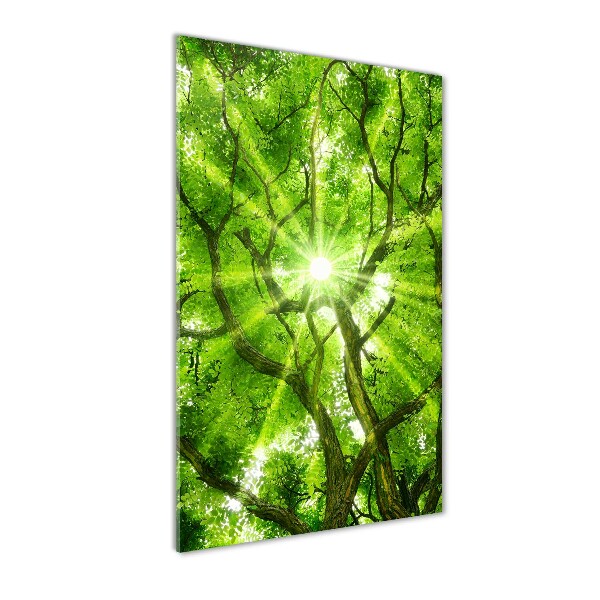 Verticale foto op glas Boomkroon
