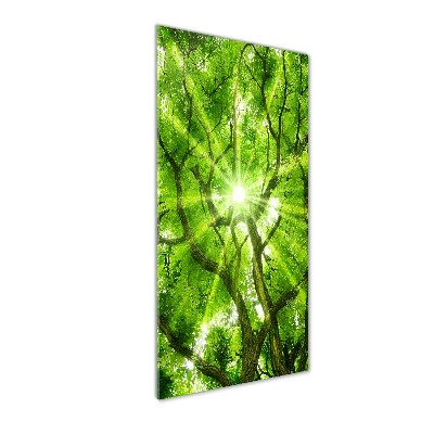 Foto obraz szkło hartowane pionowy Korona drzew
