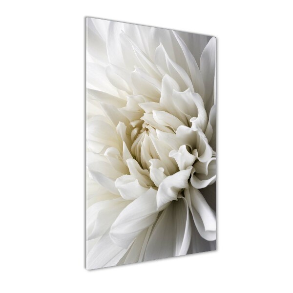 Verticale foto op glas Witte dahlia