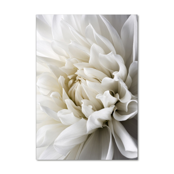 Verticale foto op glas Witte dahlia