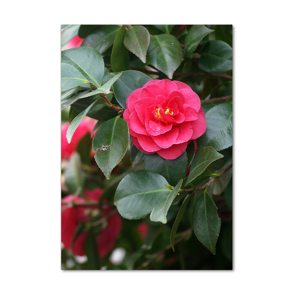 Verticaal glasschilderij Camelia