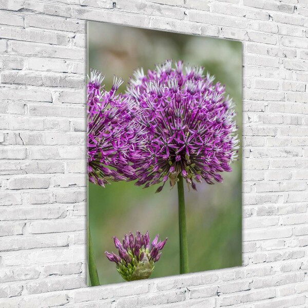 Verticale foto op glas Knoflookbloemen