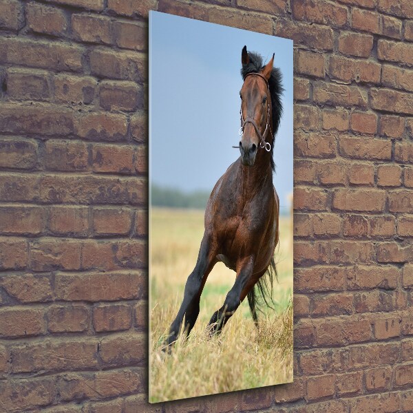 Verticale foto op glas Een paard in een veld