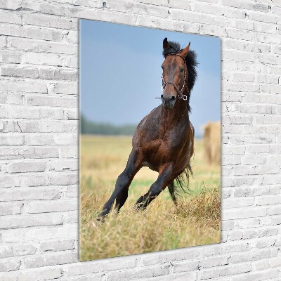 Verticale foto op glas Een paard in een veld