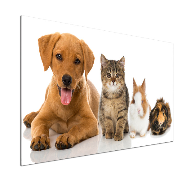 Spatplaat keuken Hond en kat