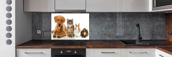 Spatplaat keuken Hond en kat