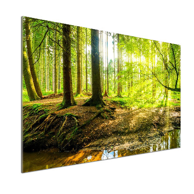 Spatscherm keuken Zonnestralen in het bos