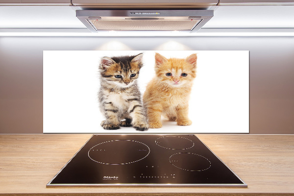 Achterwand keuken Bruine en rosse kat
