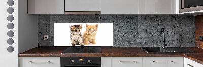 Achterwand keuken Bruine en rosse kat