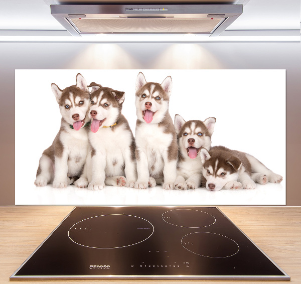 Spatscherm keuken Husky-puppy's