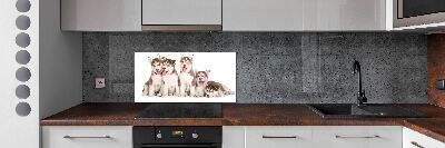 Spatscherm keuken Husky-puppy's