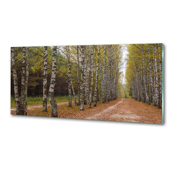 Panel dekor szkło Aleja brzóz