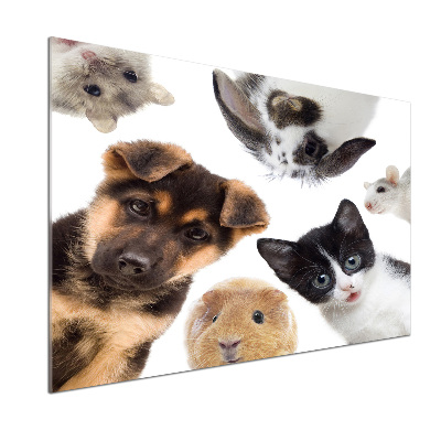 Panel do kuchni Zwierzęta domowe