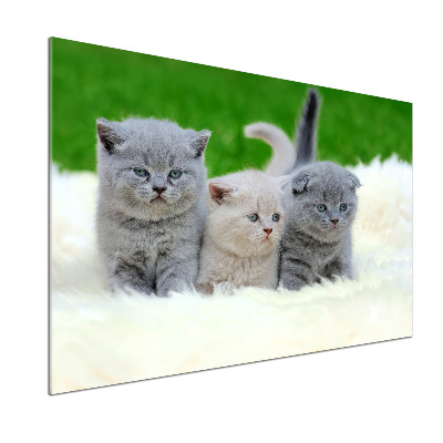 Glazen achterwand keuken Drie katten op een deken