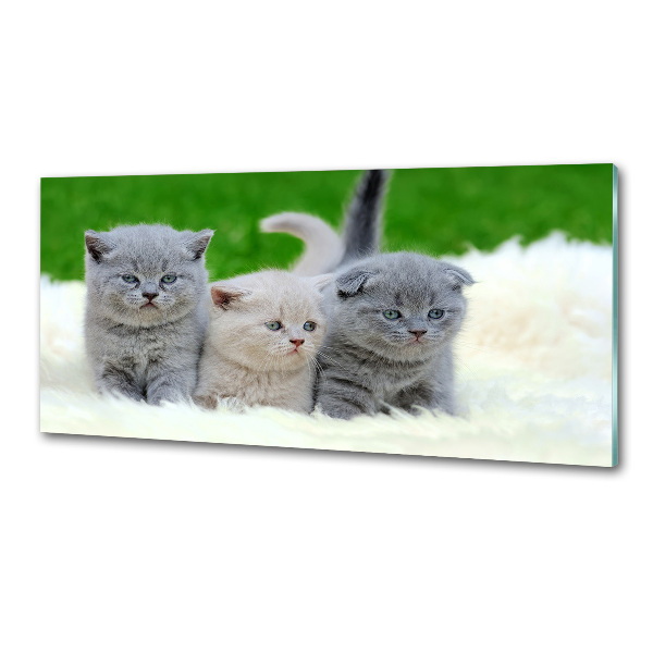 Glazen achterwand keuken Drie katten op een deken