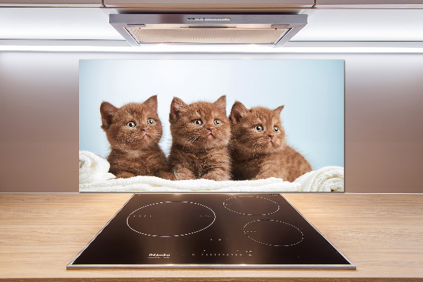 Spatscherm keuken Kittens op een handdoek