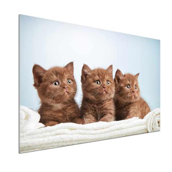 Spatscherm keuken Kittens op een handdoek