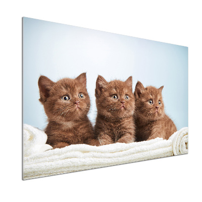 Spatscherm keuken Kittens op een handdoek