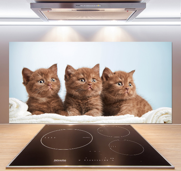 Spatscherm keuken Kittens op een handdoek