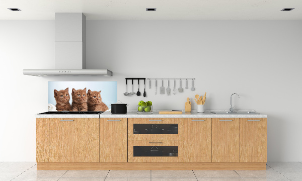 Spatscherm keuken Kittens op een handdoek