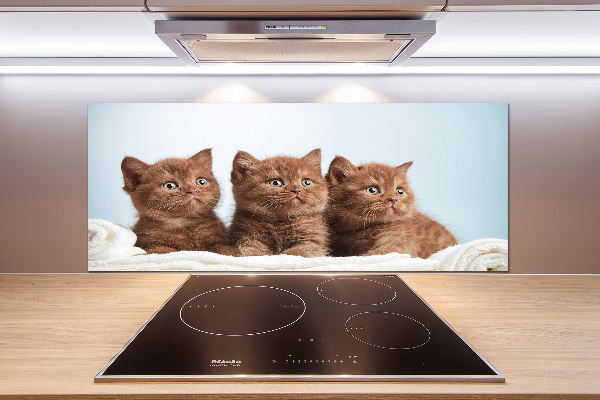Spatscherm keuken Kittens op een handdoek