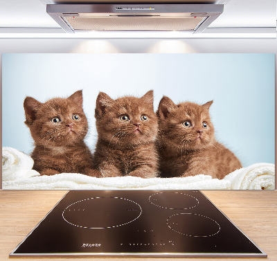 Spatscherm keuken Kittens op een handdoek