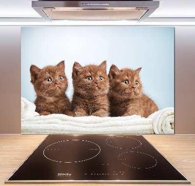 Panel do kuchni Kotki na ręczniku