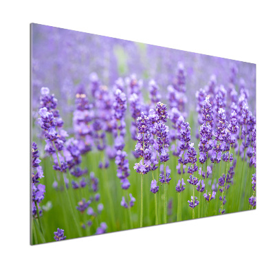 Glazen achterwand keuken Lavendel