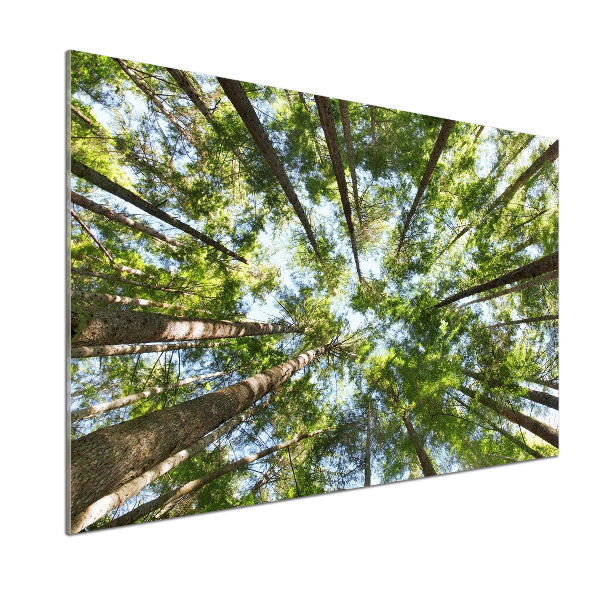 Keuken achterwand Boomkroon