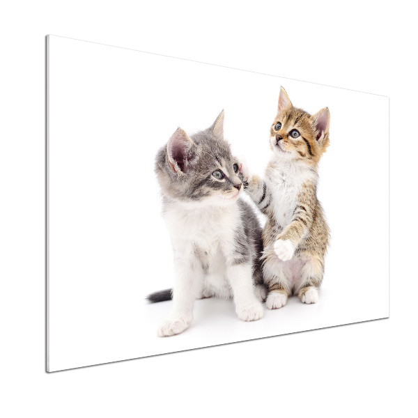 Glazen achterwand keuken Twee kleine katjes