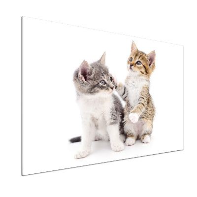 Glazen achterwand keuken Twee kleine katjes