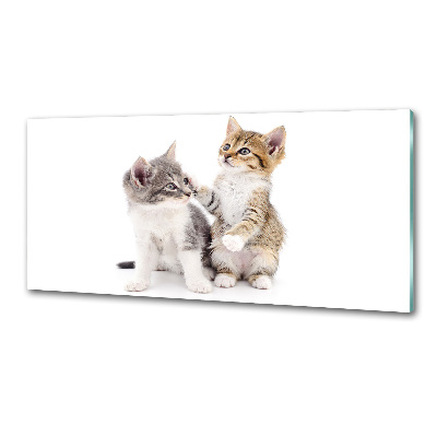 Glazen achterwand keuken Twee kleine katjes