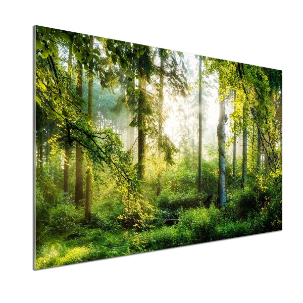 Glazen achterwand keuken Ochtendzonbos