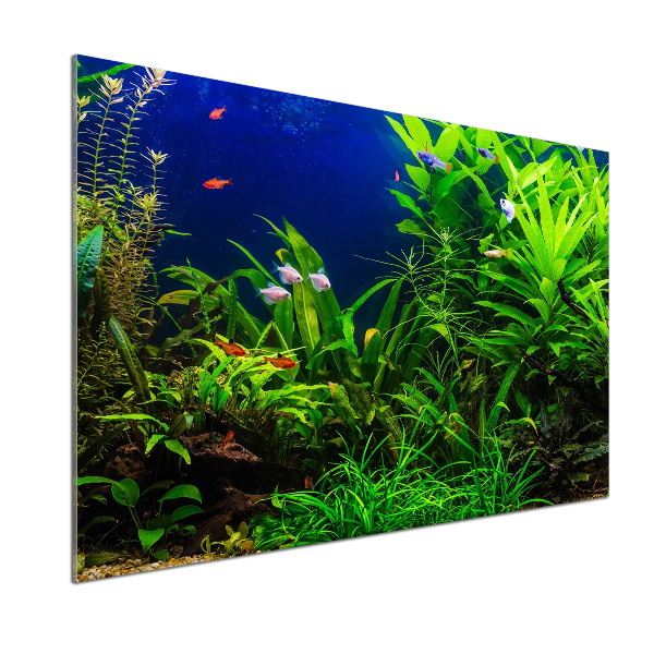 Keuken achterwand Vissen in het aquarium