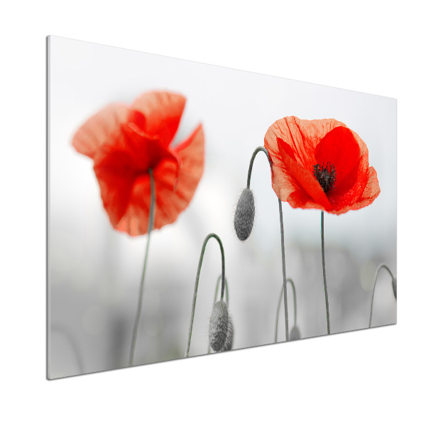 Glazen achterwand keuken Klaprozen