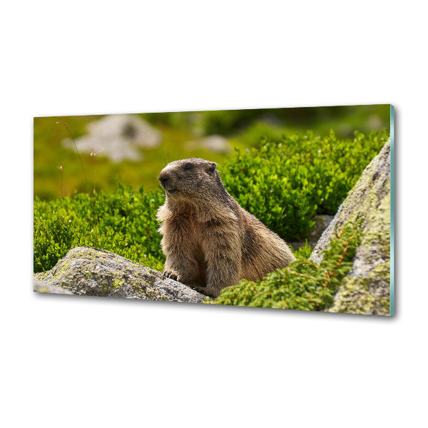 Keuken achterwand Tatra-marmot