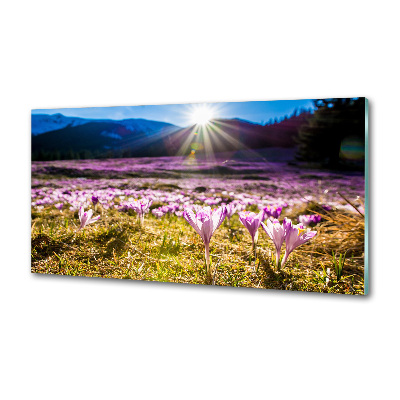 Panel do kuchni Krokusy na polanie