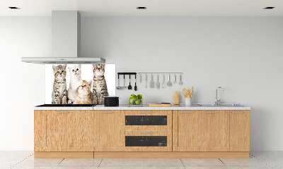 Glazen achterwand keuken Kleine katjes