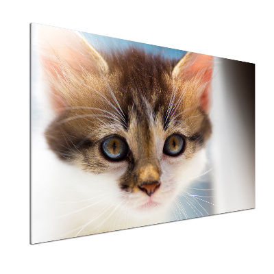 Achterwand keuken Kleine kat