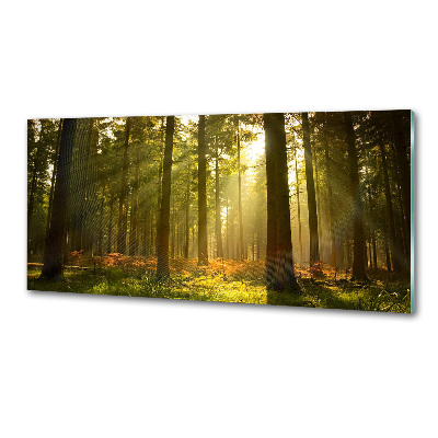 Panel dekor szkło Las w słońcu