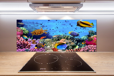 Glazen achterwand keuken Koraalrif