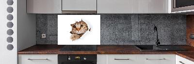 Achterwand keuken Kat