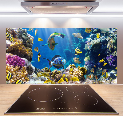 Spatscherm keuken Koraalrif