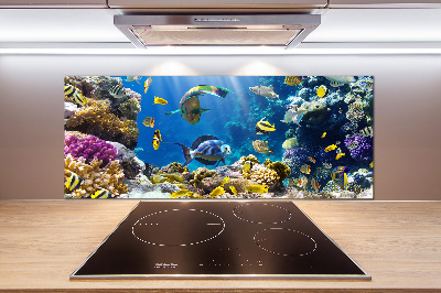 Spatscherm keuken Koraalrif
