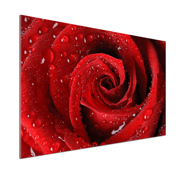 Spatplaat keuken Druppels op een roos