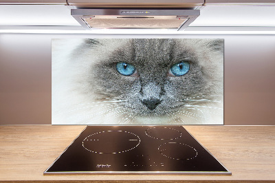 Achterwand keuken Blauwogige kat