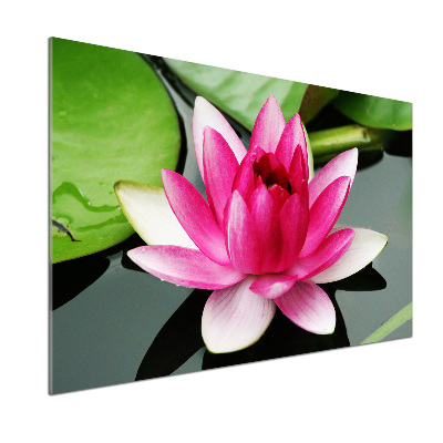 Glazen achterwand keuken Waterlelie