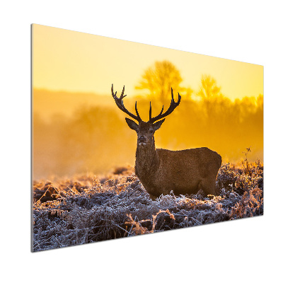 Spatscherm keuken Herten zonsopgang